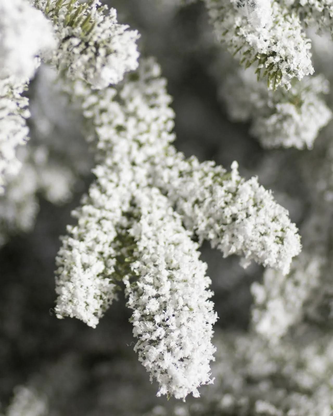 A Árvore de Natal Nevada TVN20