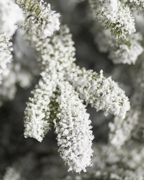 A Árvore de Natal Nevada TVN20